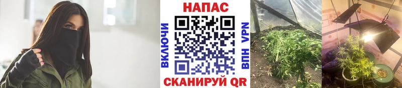 Купить где  Протвино  Бошки марихуана Ganja 